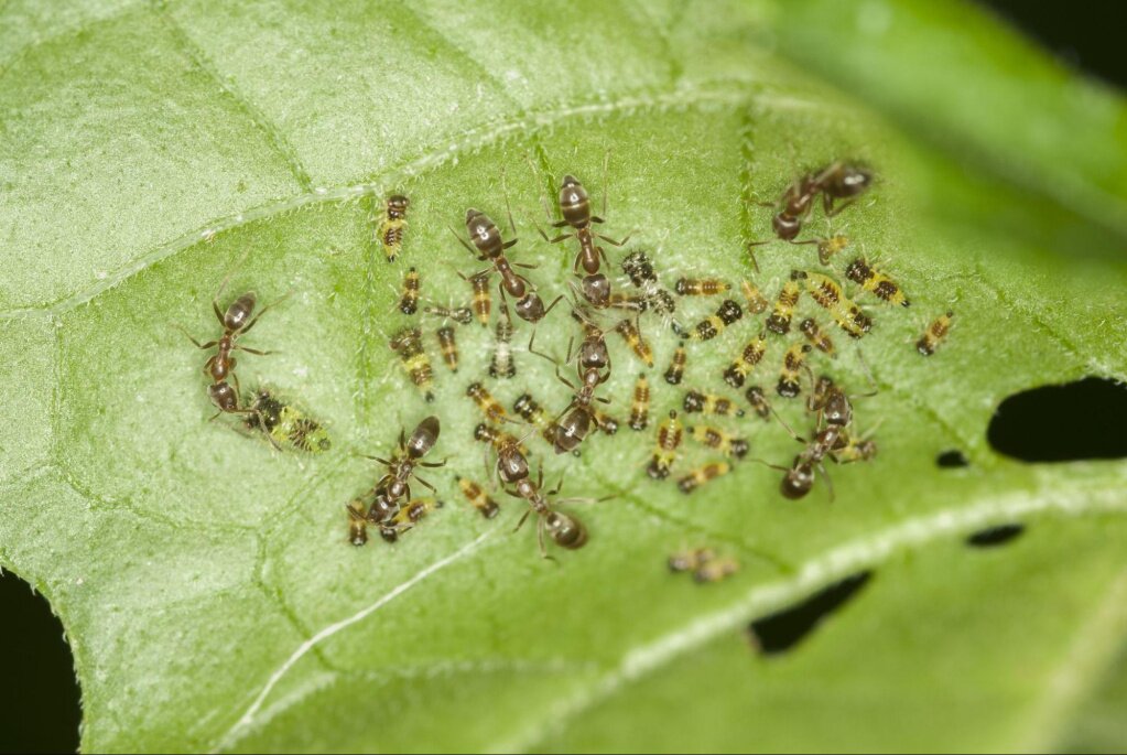 Как избавиться от муравьев навсегда