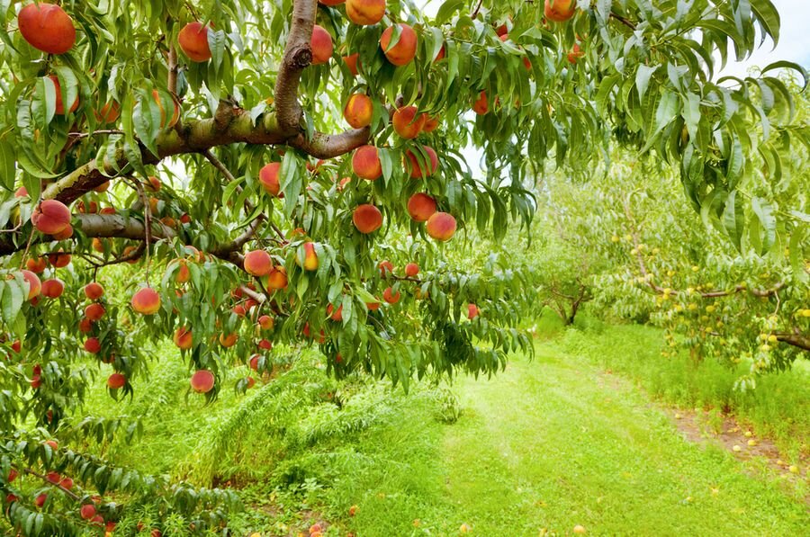Выбор места для посадки персика