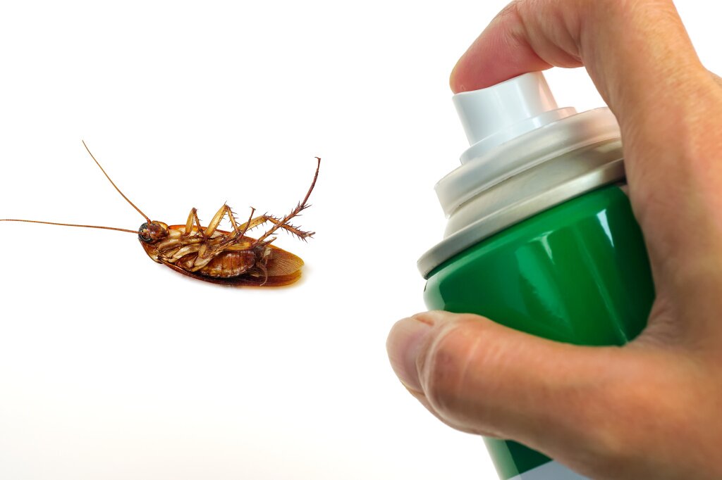 Как вывести домашних тараканов из квартиры?