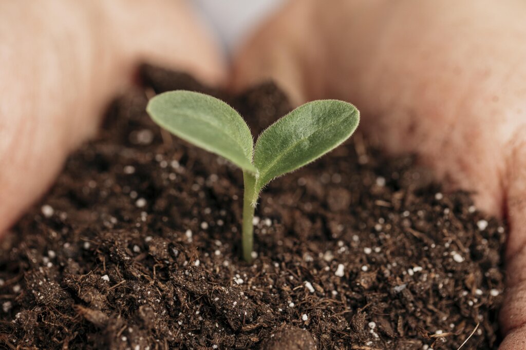 close-up-male-hands-holding-soil-plant.jpg