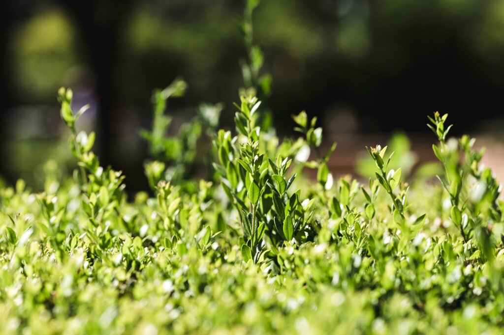 detail-group-green-leaves.jpg