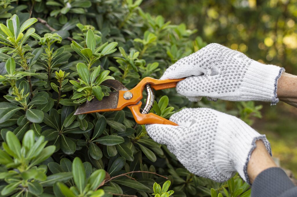 секатор close-up-cutting-plant-leaves.jpg