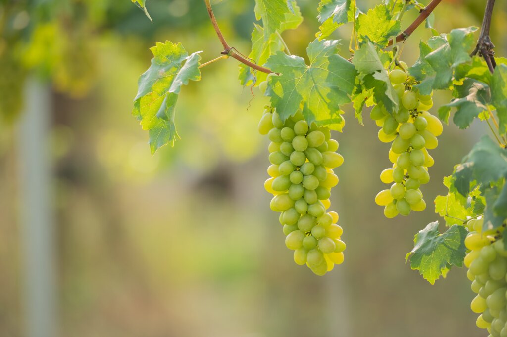виноград vine-bunch-white-grapes-garden-vineyard.jpg