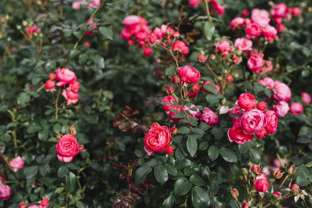 розы brautiful-pink-flowers-growing-plant.jpg