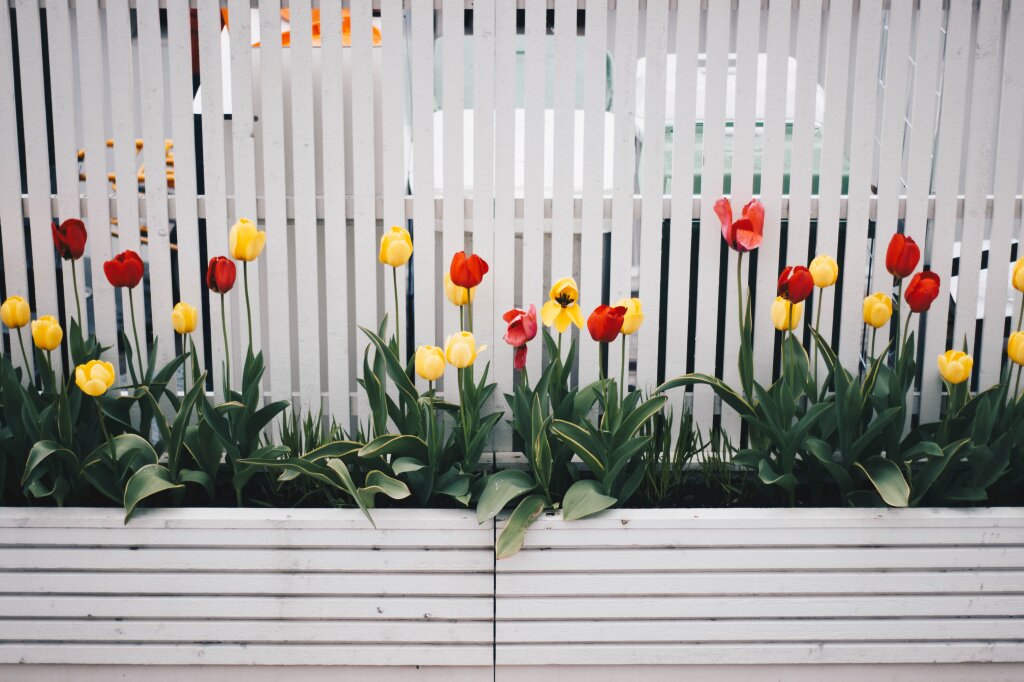 Посадка тюльпанов в открытый грунт: правила и советы для осени и весны