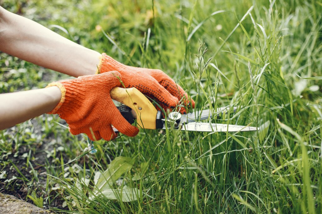 someone-trimming-bushes-with-garden-scissors.jpg