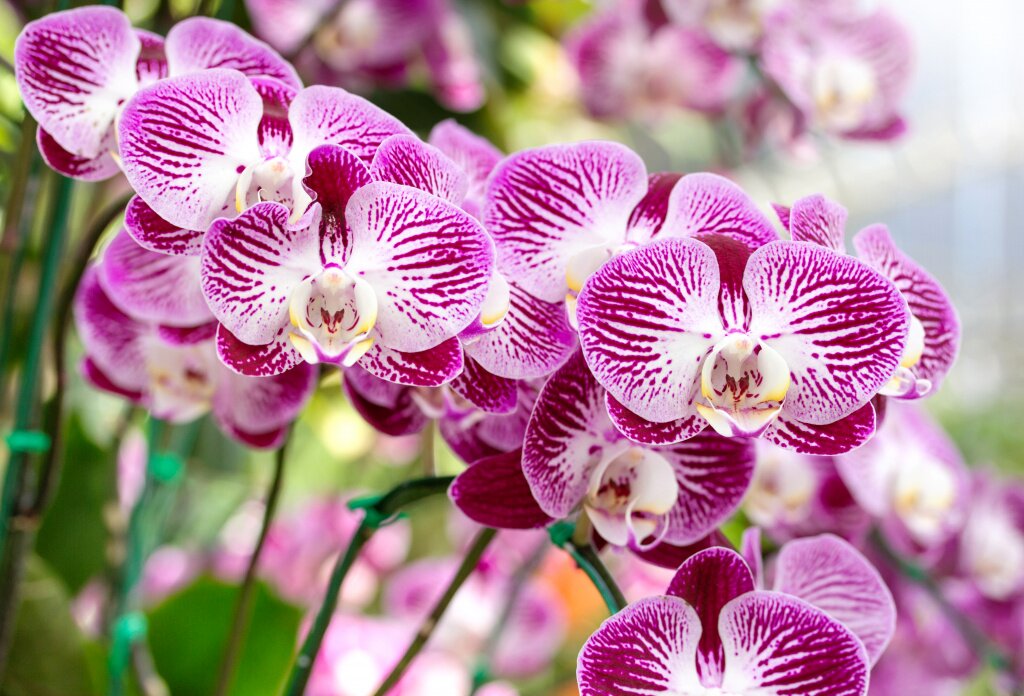 Орхидеи домашние в горшке. Уход в домашних условиях