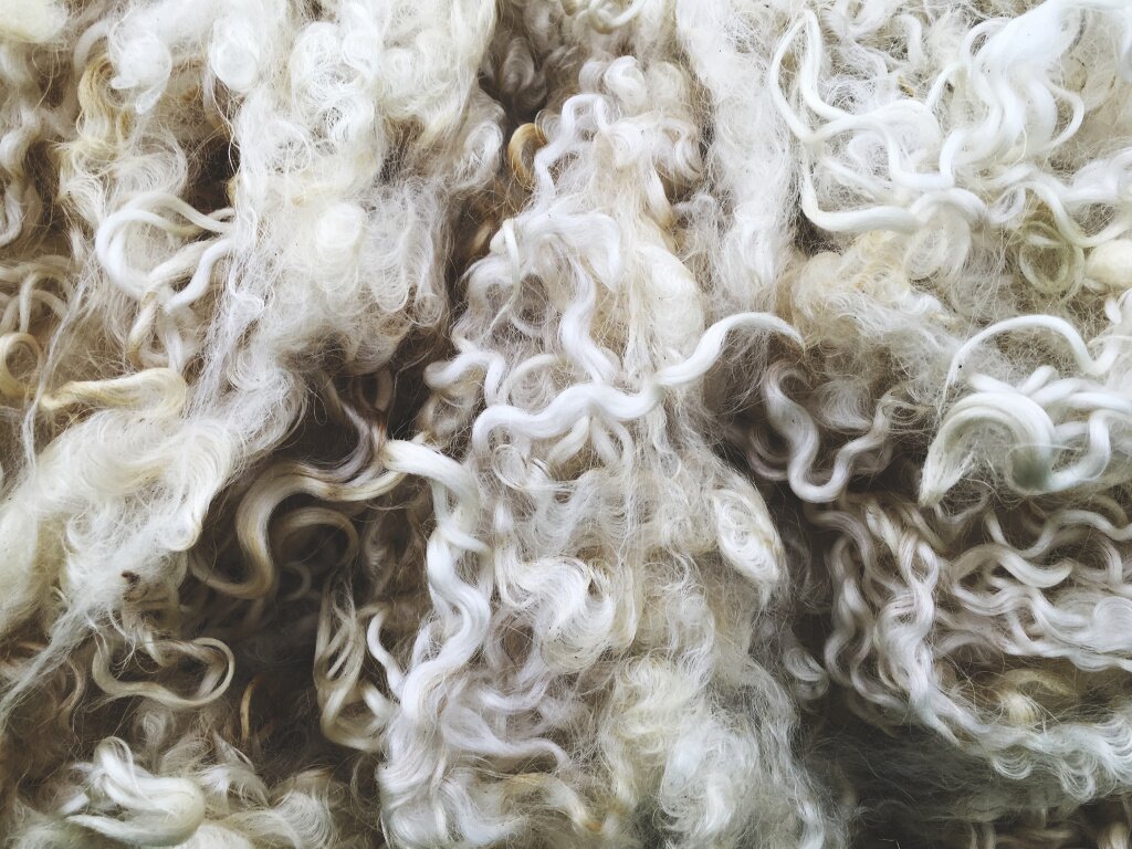 close-up-sheep-wool-texture.jpg