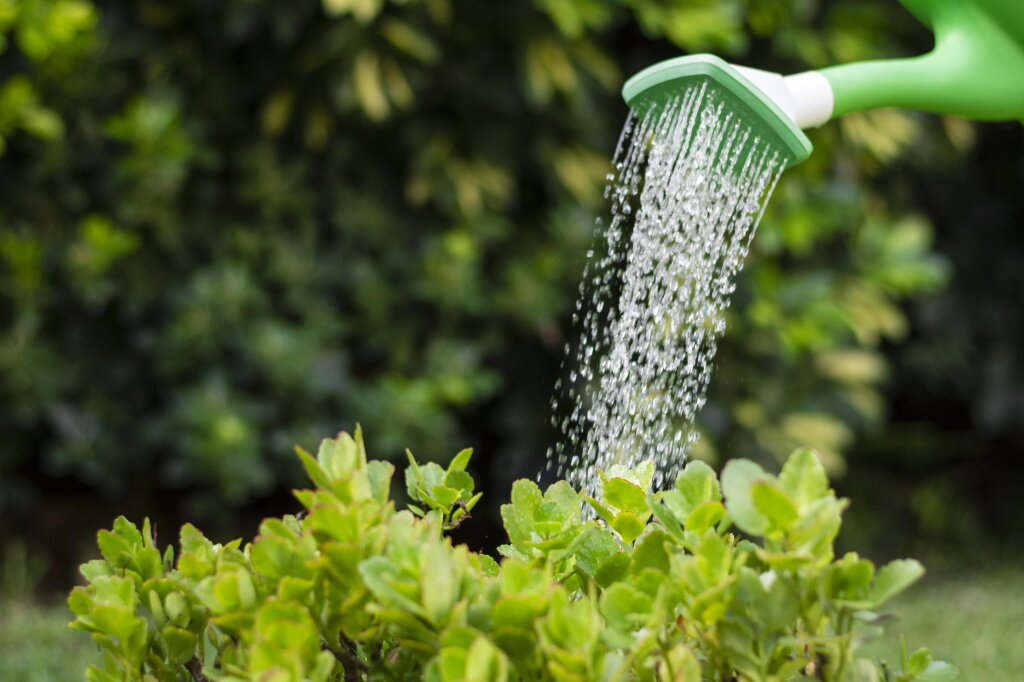 close-up-watering-plants.jpg close-up-watering-plants.jpg