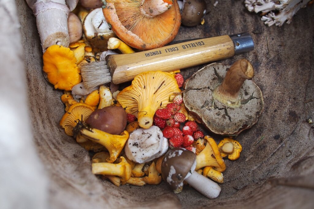 Как правильно сушить грибы в домашних условиях — советы опытных лесников