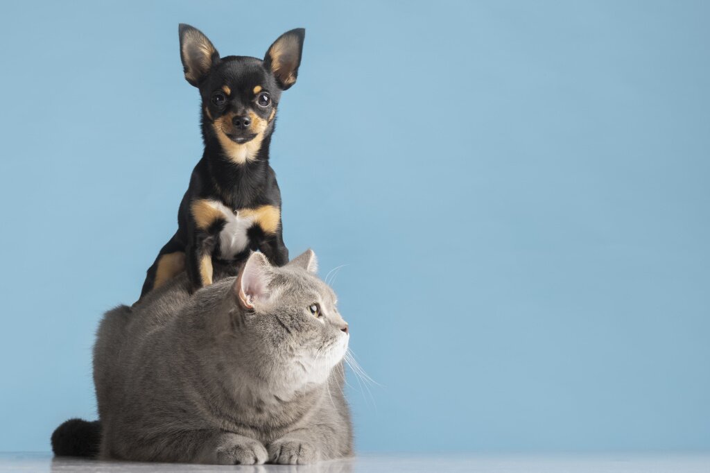 beautiful-pet-portrait-small-dog-cat.jpg