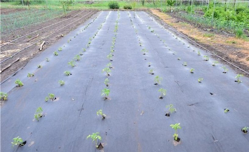 Выращивание картофеля под агроволокном