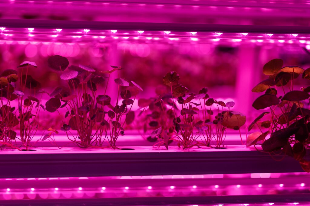 vegetable-green-salad-growing-hydroponic-system-plant-cultivated-hydroponic-system.jpg