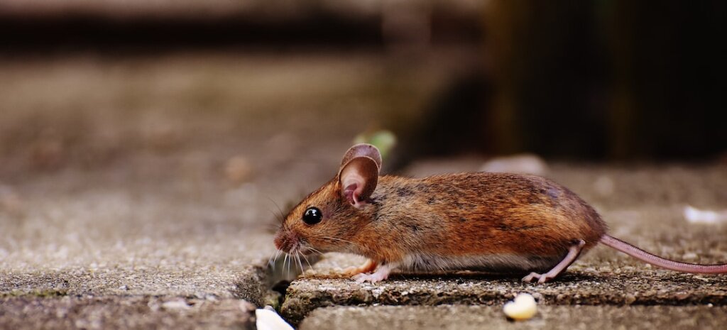 Методы избавления от полевых мышей