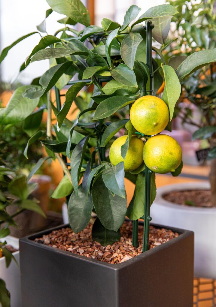 Почему у лимона желтеют, опадают и сворачиваются листья