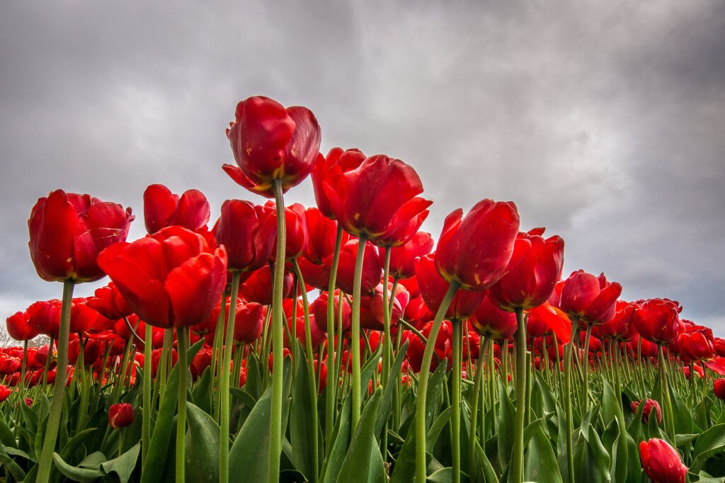 low-angle-shot-red-flower-filed-with-cloudy-sky-background.jpg