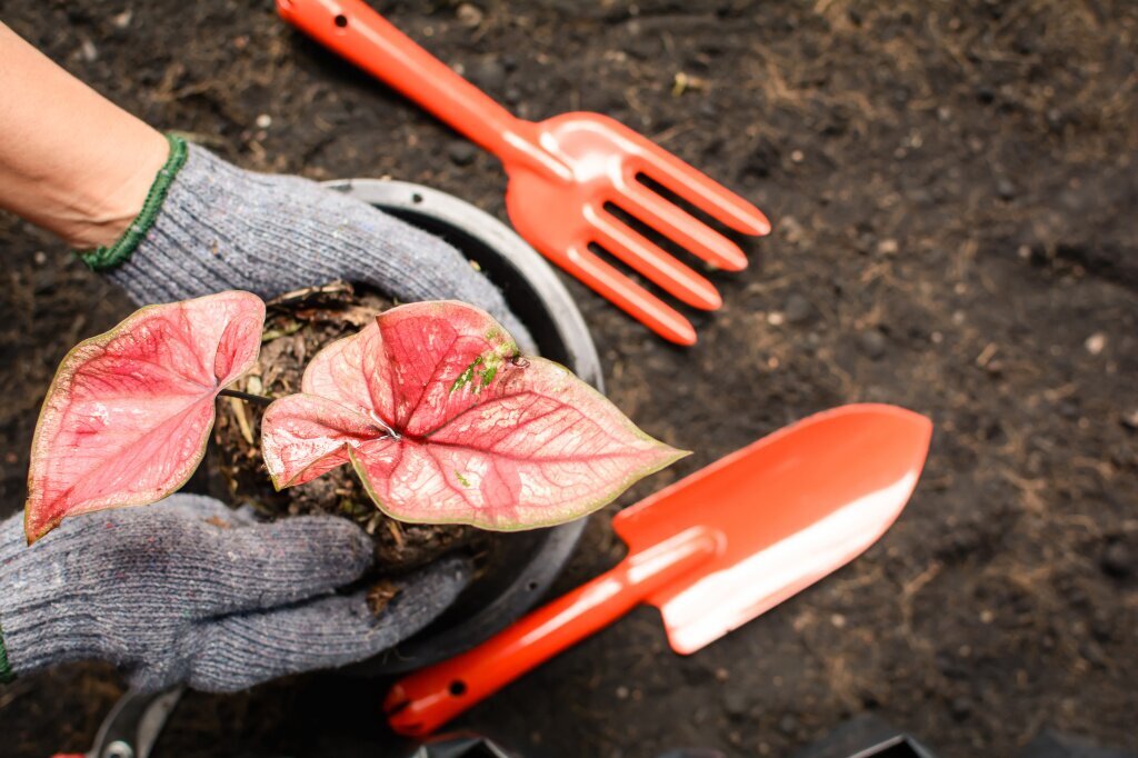 tools-planting-black-tree-ground.jpg