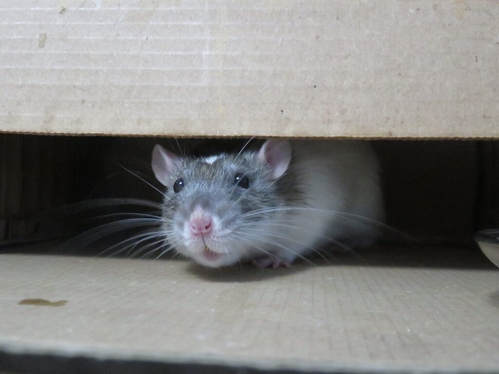 избавиться от мышей в деревянном доме