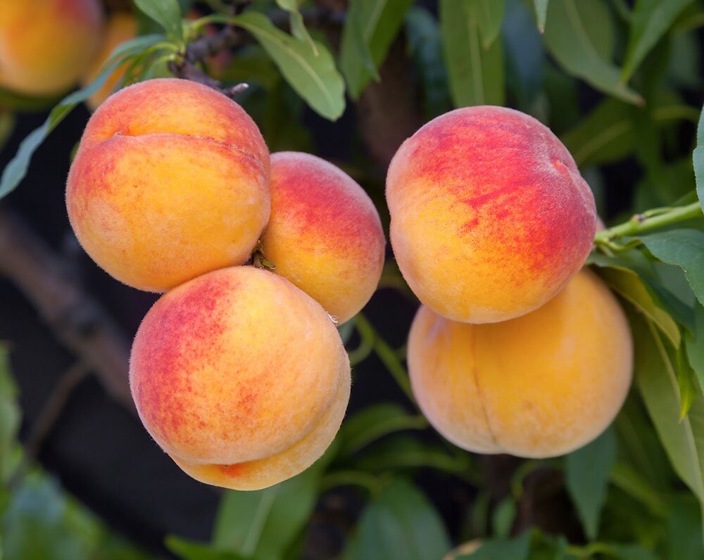 Сорта персиков для Средней полосы России