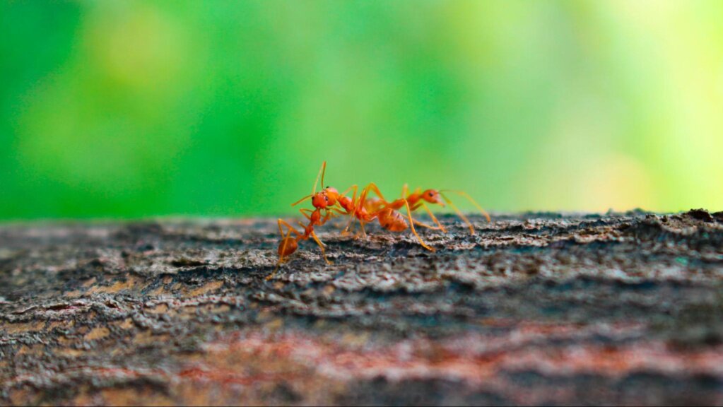 Избавление от муравьев в Кургане