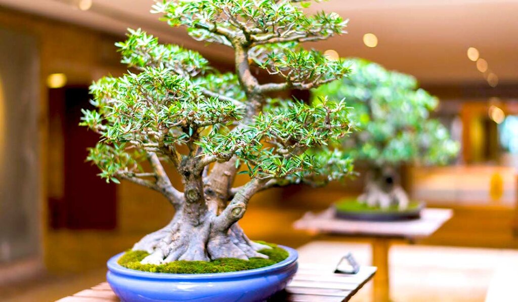Как вырастить дерево бонсай - Как сделать бонсай своими руками
