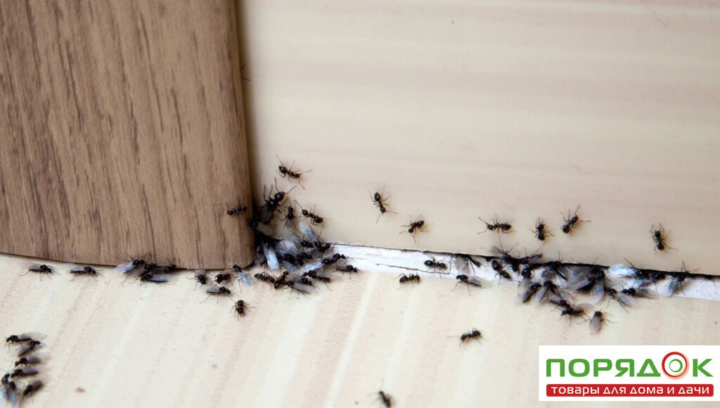 Как избавиться от муравьев