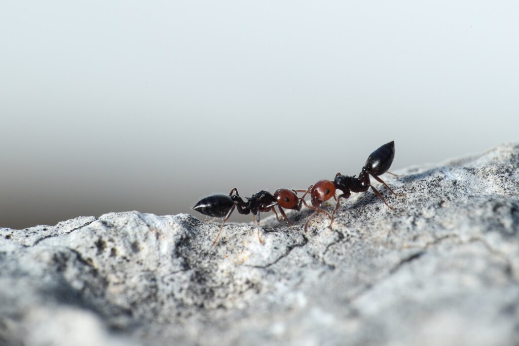 муравьи kokteil-nye-murav-i-crematogaster-scutellaris-obsausiesa-mal-ta-sredizemnomor-e.jpg