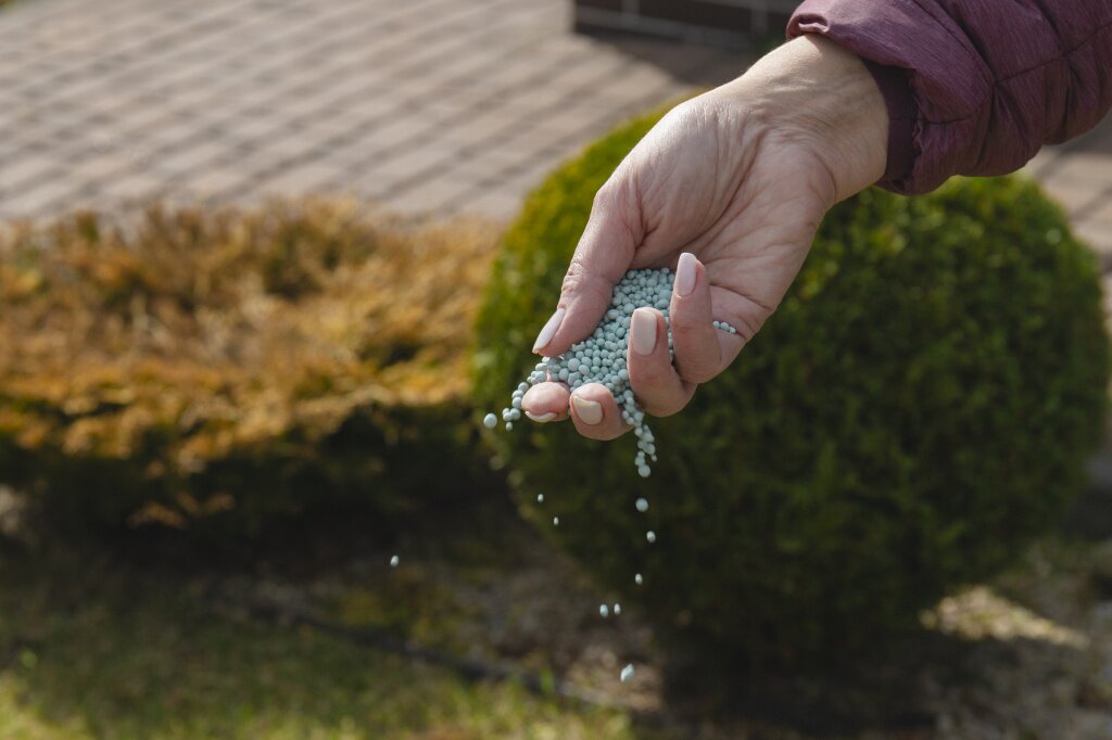 подкормка woman-farmer-is-fertilizing-lawn-soil-fertilizer-lawns-springtime-perfect-lawn.jpg