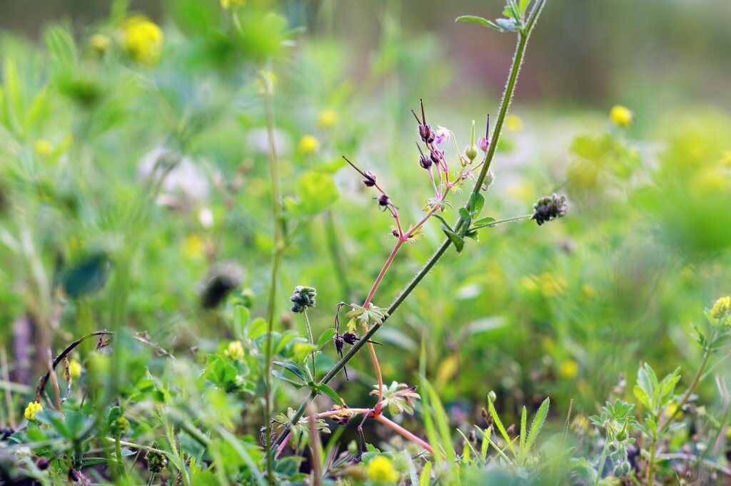 lavender-before-blooming.jpg