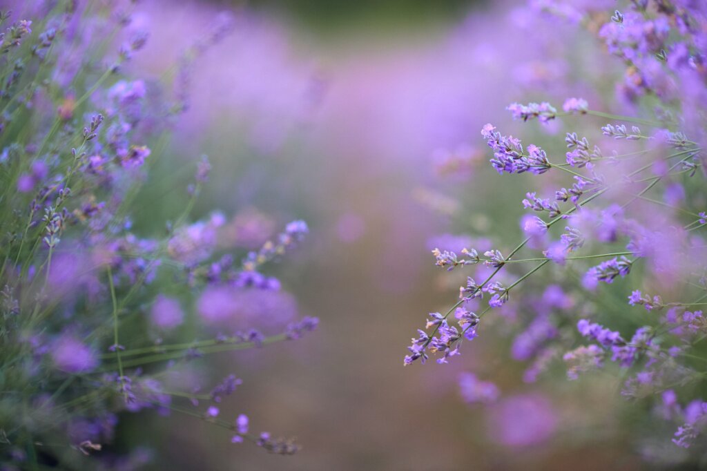 лаванда purple-patches-blooming-lavender-field.jpg