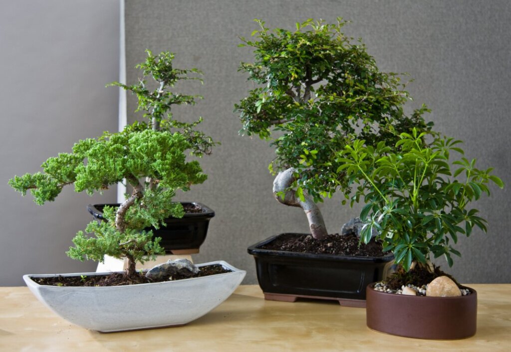 Способы выращивания бонсай. Как вырастить дерево бонсай. Фото — Ботаничка