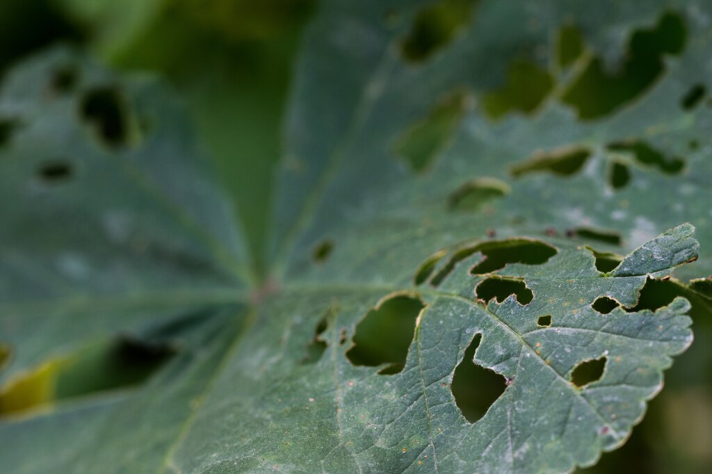 what-remains-leaf-that-has-been-eaten-away-by-snails-caterpillars.jpg