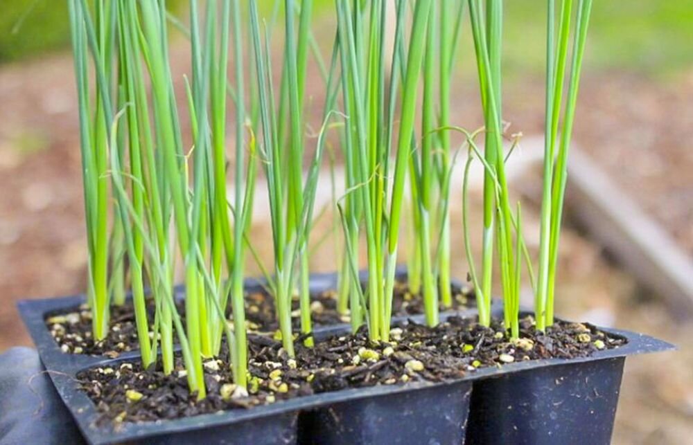 5 ошибок при выращивании зелени в домашних условиях, которые мешают собрать хороший урожай