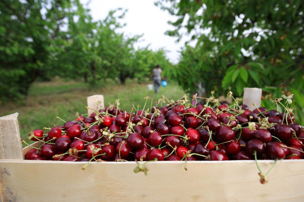 Сбор урожая вишни: как собрать просто и эффективно, приспособления – блогинтернет-магазина Порядок.ру