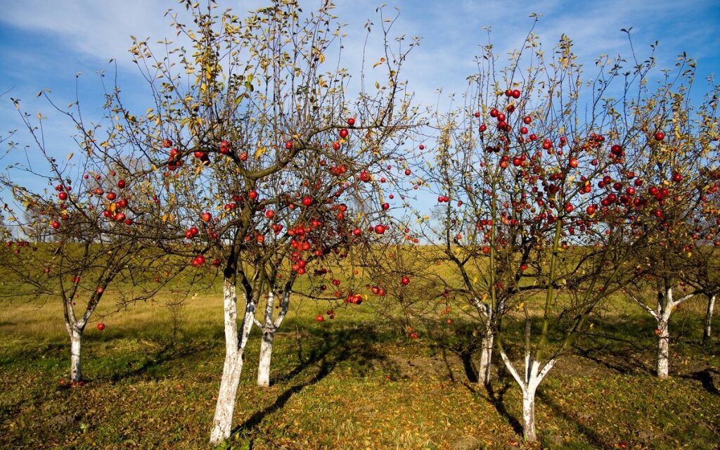 Обрезка яблонь осенью