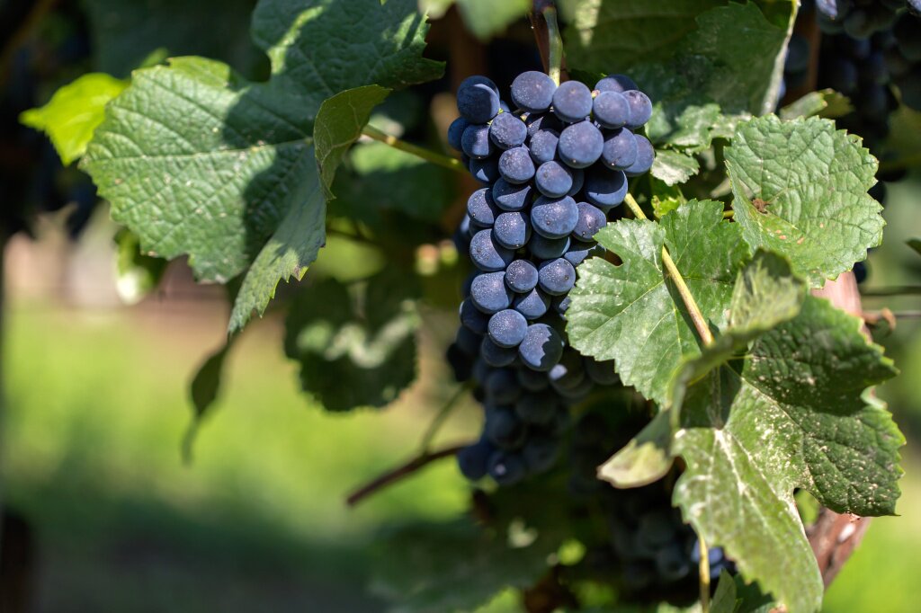 selective-focus-shot-grapes-attached-branch-daytime.jpg