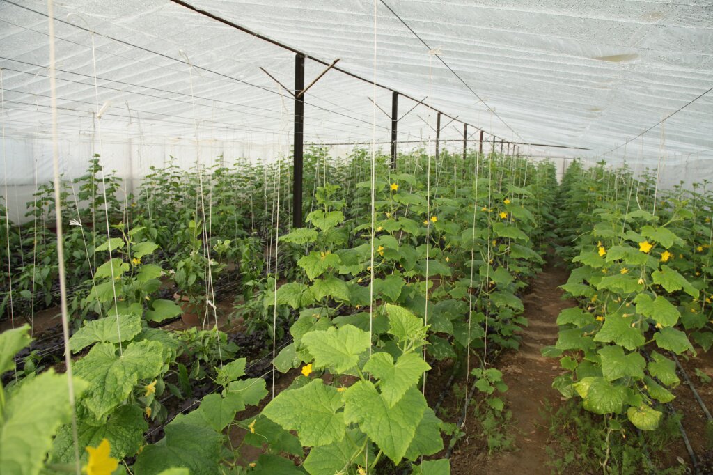 ovosnaa-plantacia-v-teplice.jpg