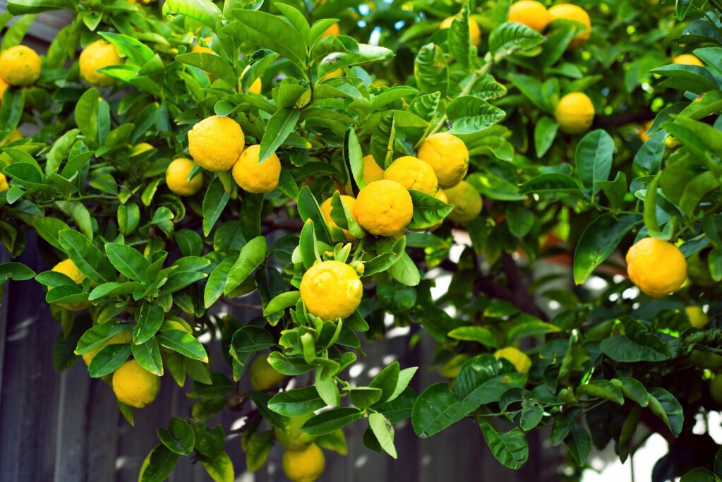 Какие условия необходимы для лимонного дерева?