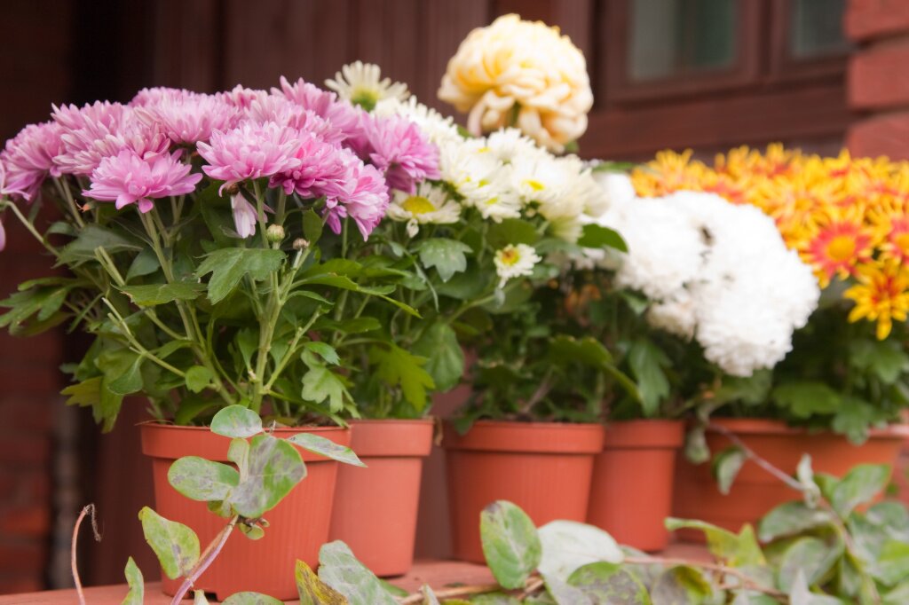 Лайфхаки и популярные средства для комнатных растений: цвести, еще раз цвести!