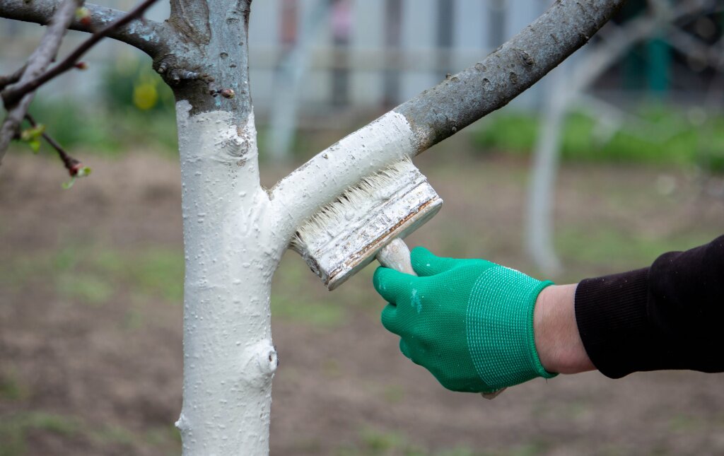 man-whitewashes-trees-garden-spring-selective-focus.jpg
