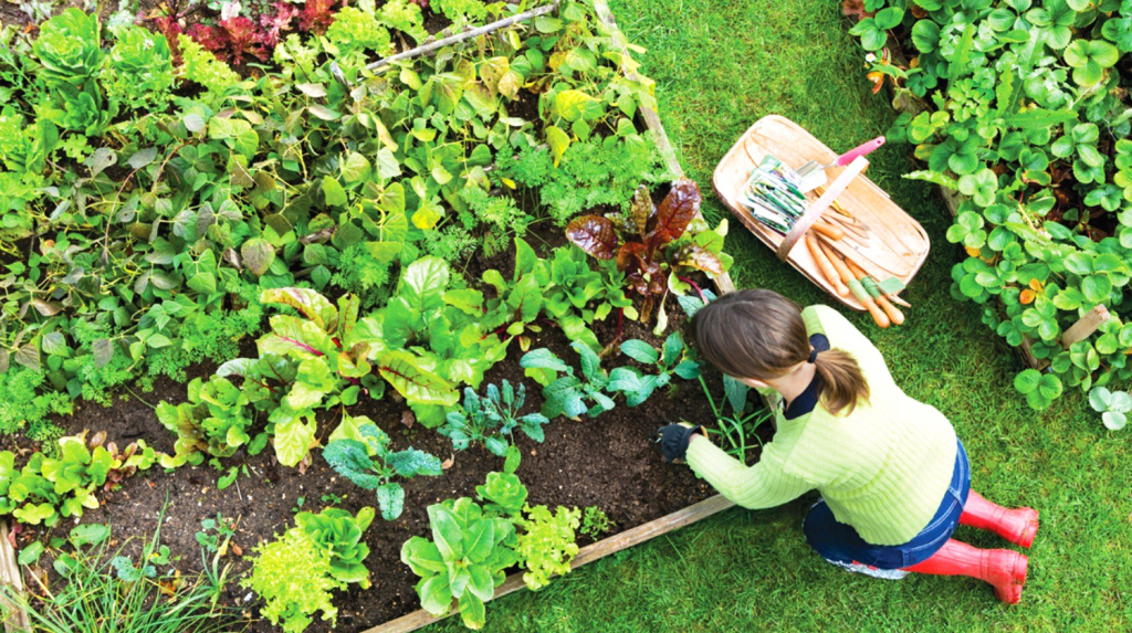 10 основных садовых инструментов для вашего огорода