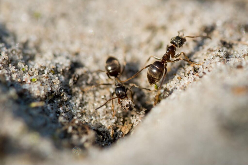 Эффективные методы борьбы с муравьями: народные средства - секреты и советы