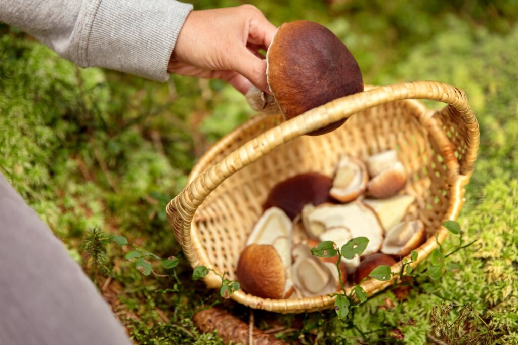 Как собирать и готовить вкусные лесные грибы