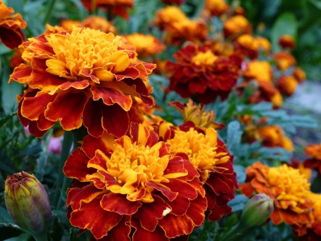 Осенний цветники: наслаждайтесь роскошным цветением цветов в вашем саду!