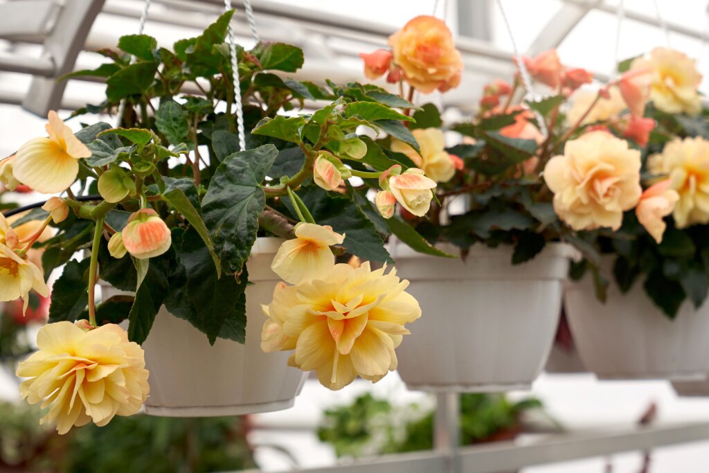 closeup-begonia-plant-white-pot-with-beautiful-big-yellow-flowers-dark-green-leaves-photographed-greenhouse-concept-modern-large-hothouse-with-beautiful-flowers.jpg