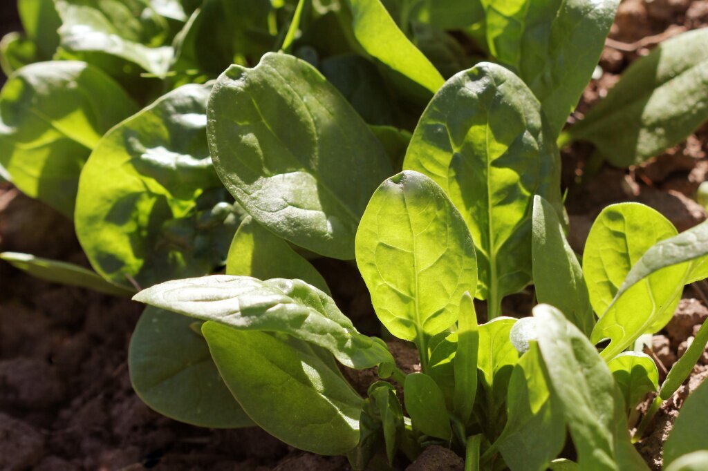 young-leaves-spinachsprouts-spinach-growing-garden-green-shoots-young-greens-salad.jpg