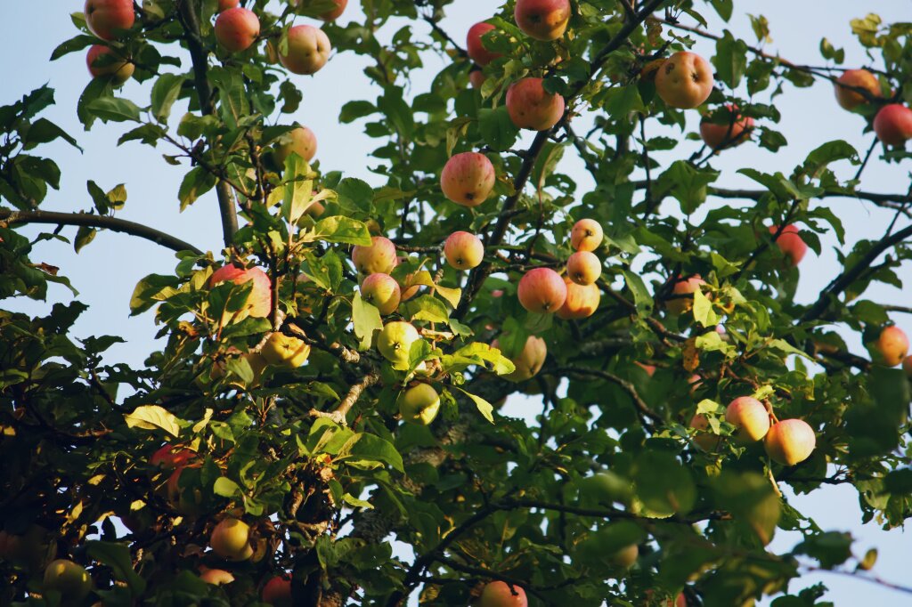 деревья red-apples-apple-tree-branches-summer.jpg