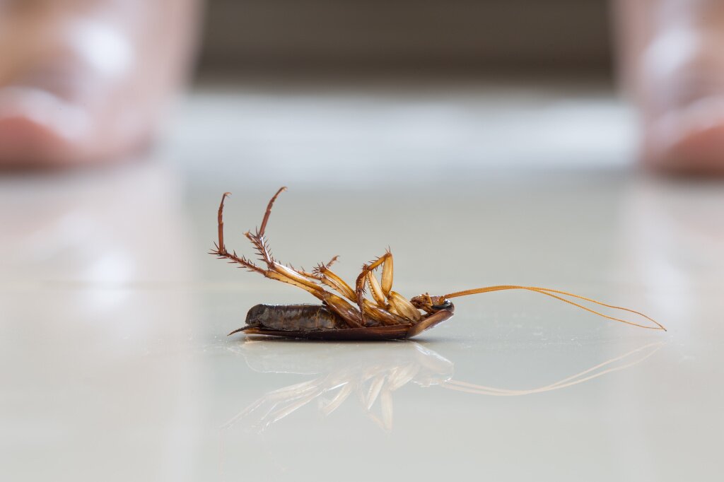 Как вывести тараканов борной кислотой?