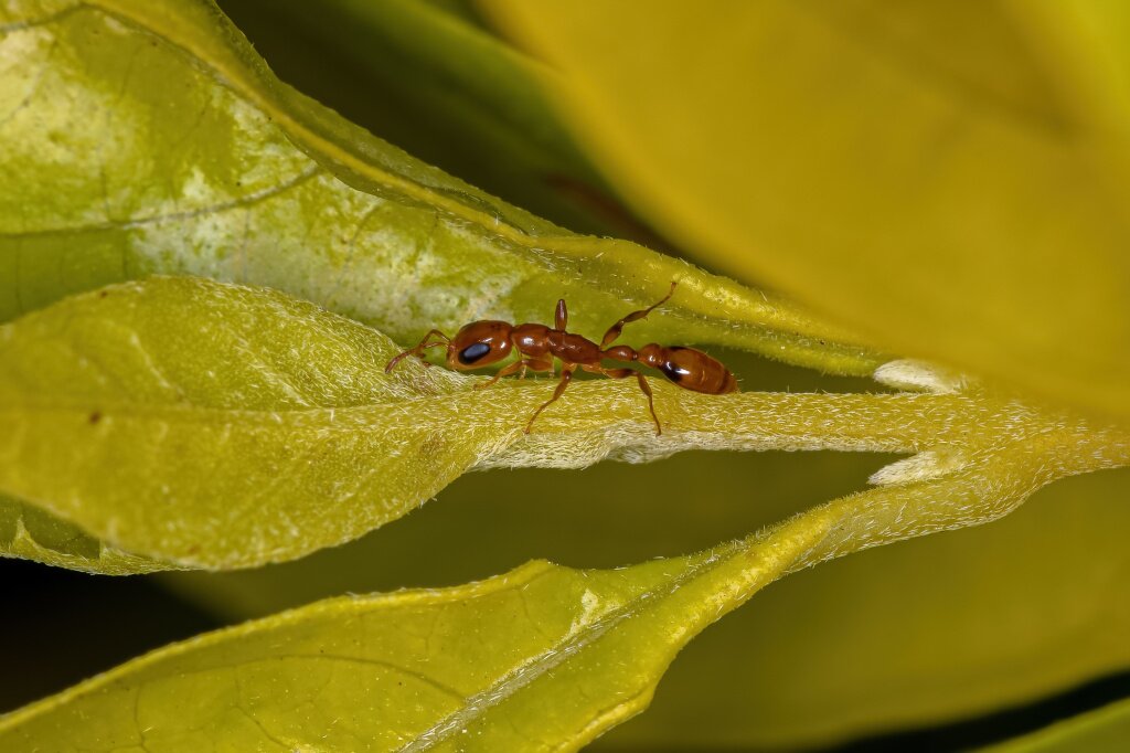 vzroslyi-muravei-red-twig-iz-roda-pseudomyrmex.jpg
