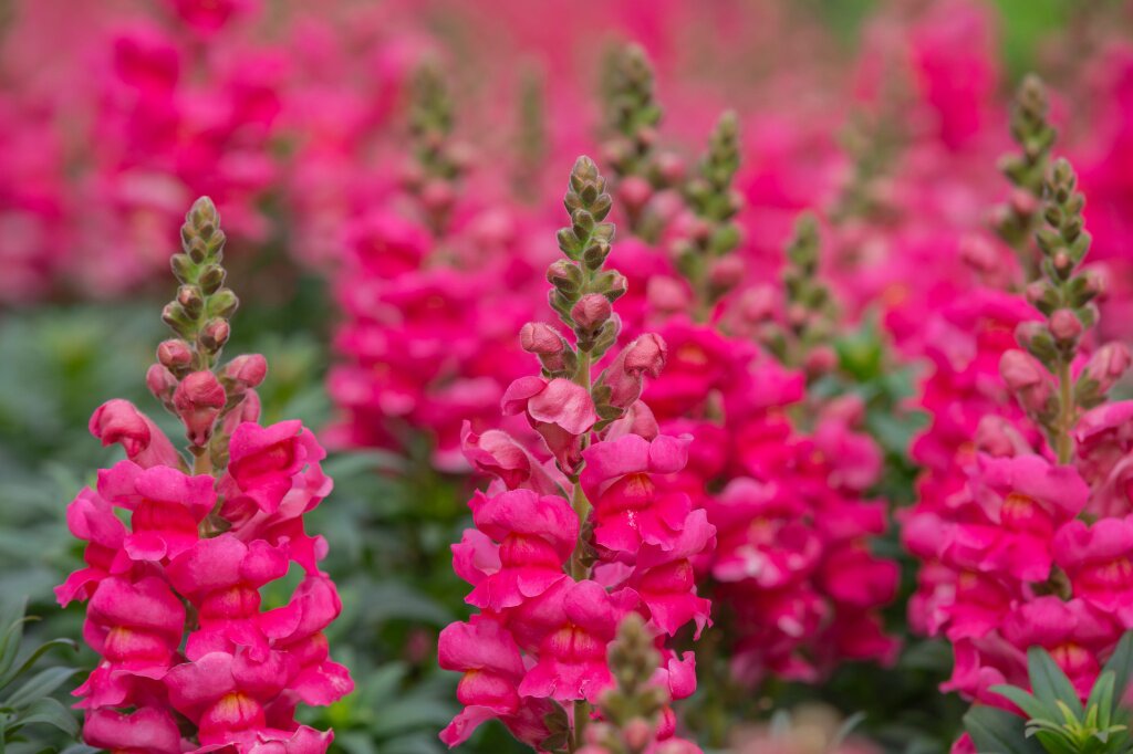 львиный зев rozovyi-cvetok-snapdragon-krasivoe-cvetenie-v-cvetocnom-sadu.jpg